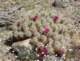 borrego115_small.jpg