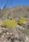 borrego116_small.jpg