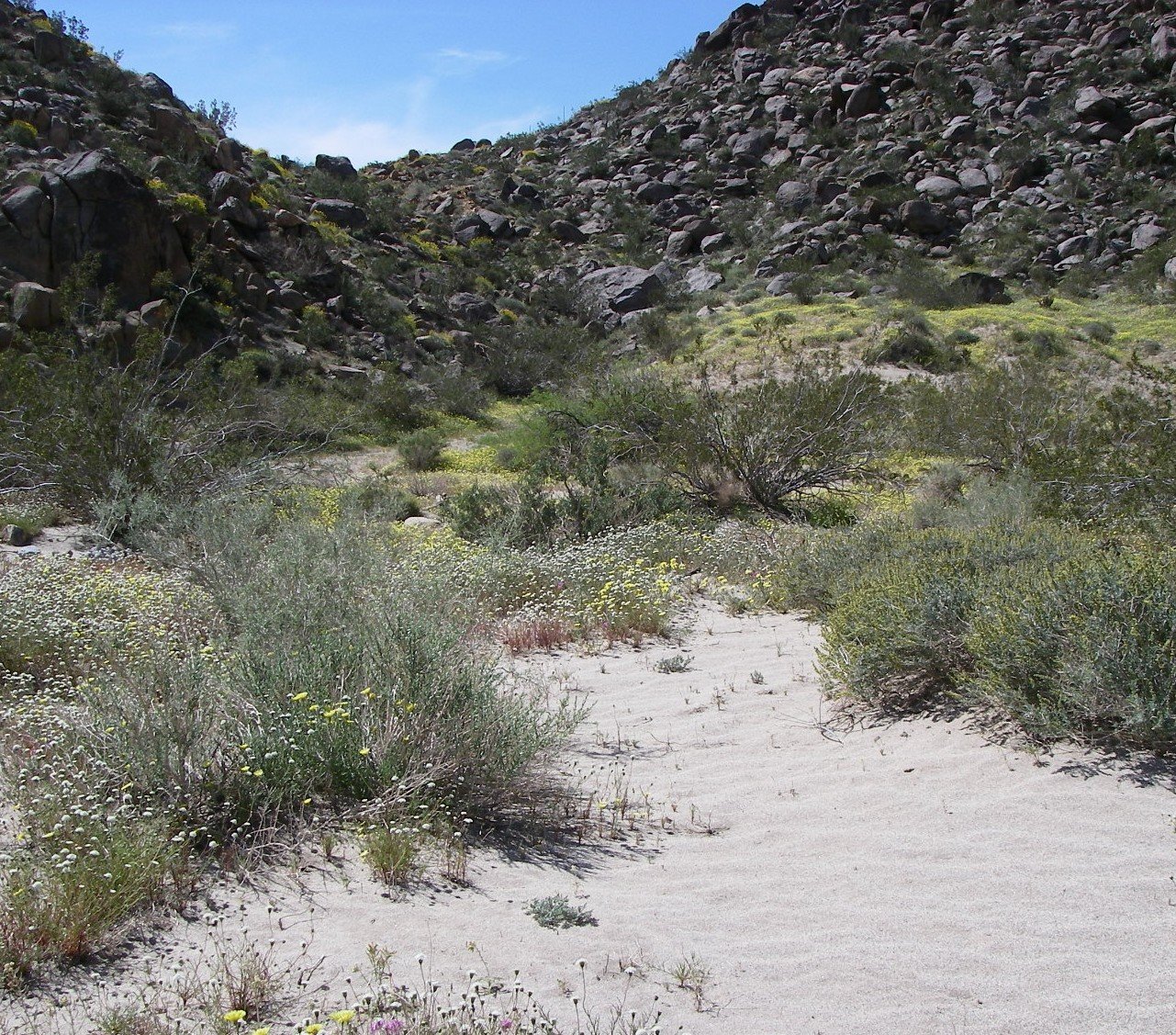 borrego118.jpg