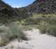 borrego118_small.jpg