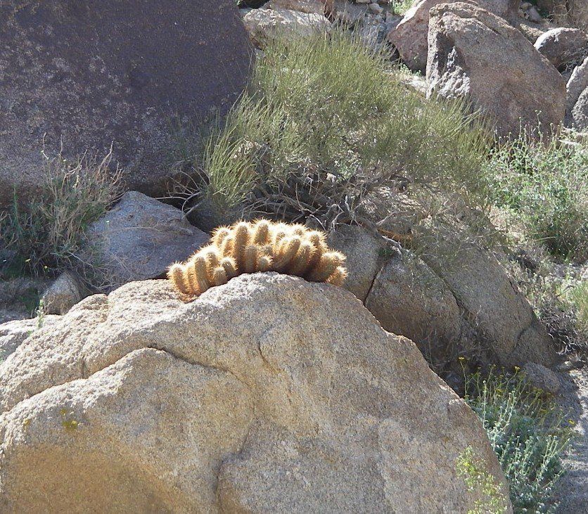 borrego120.jpg