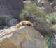 borrego120_small.jpg