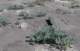 borrego121_small.jpg