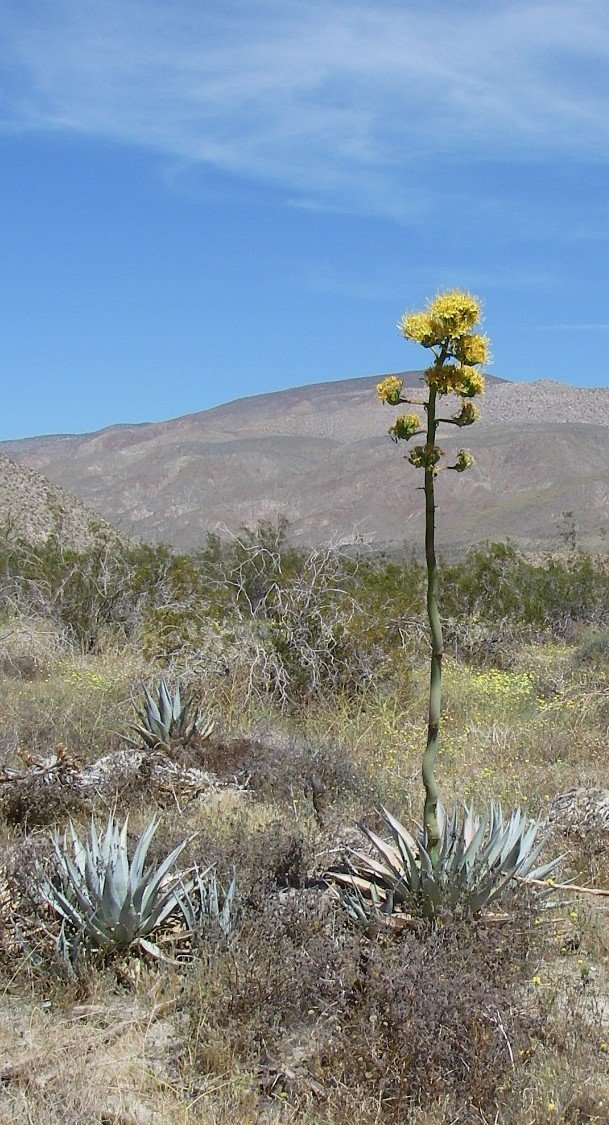 borrego124.jpg