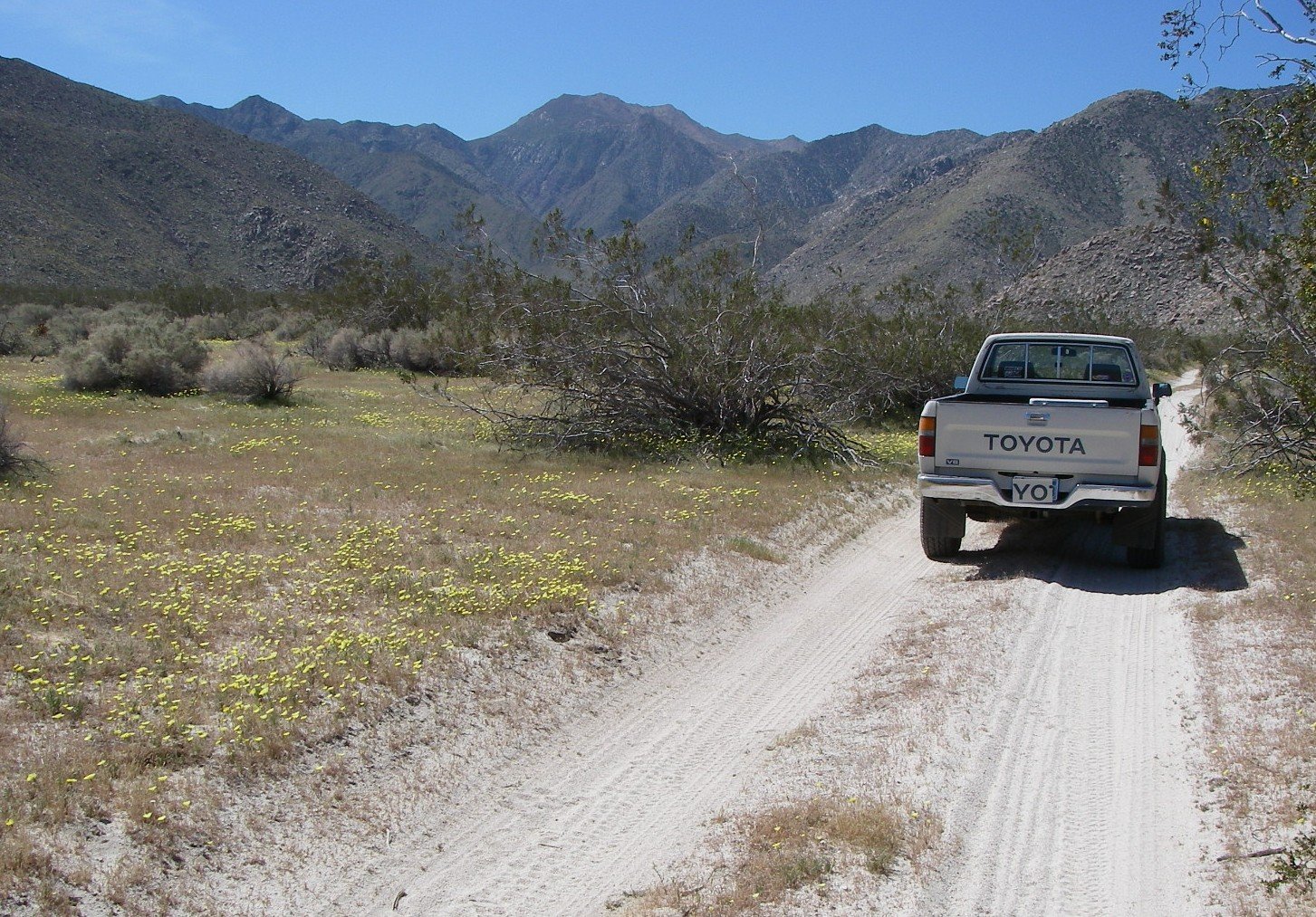 borrego125.jpg