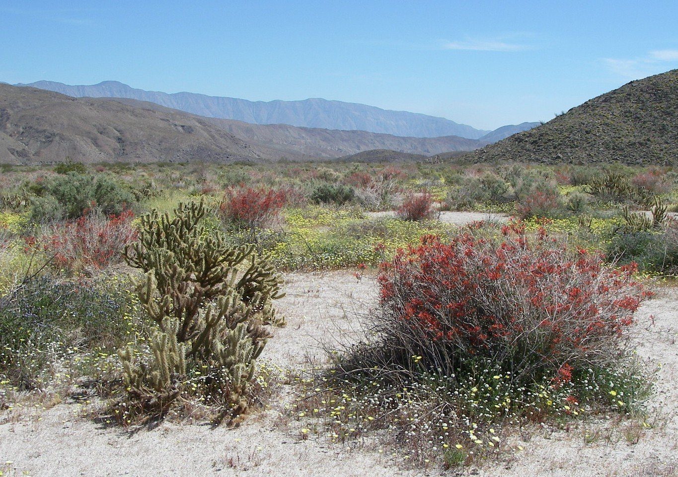borrego128.jpg