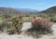 borrego128_small.jpg