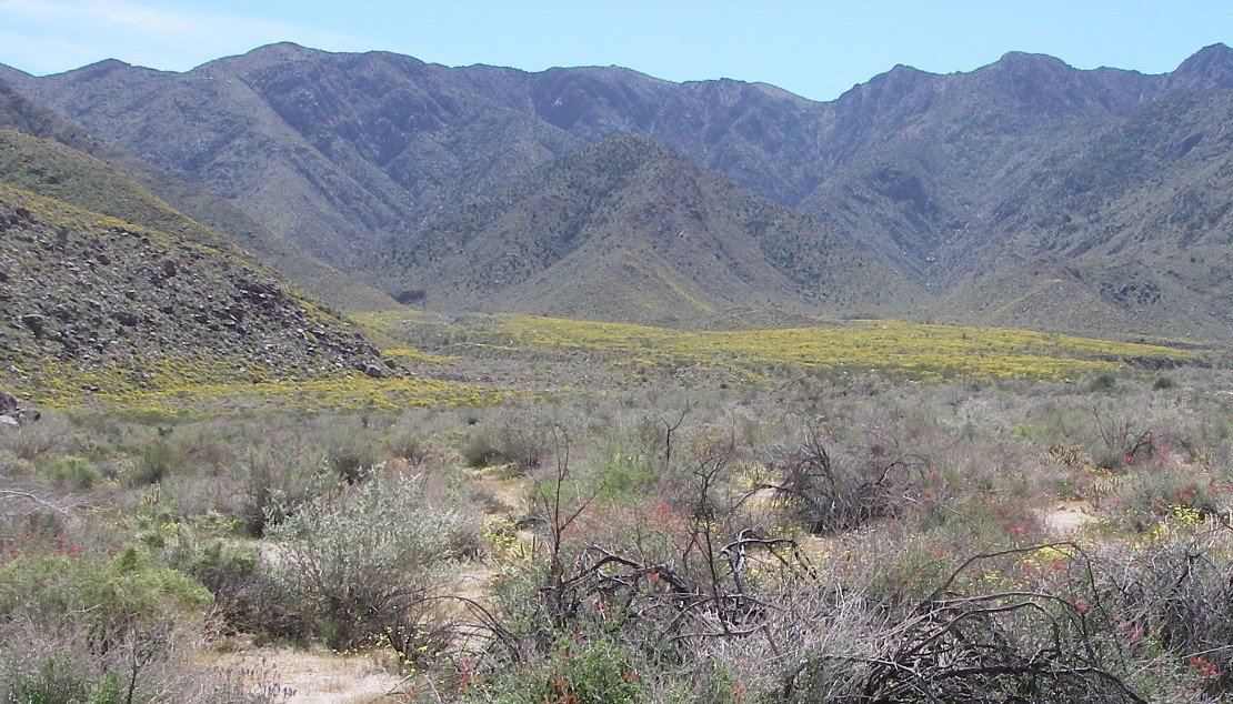 borrego131.jpg