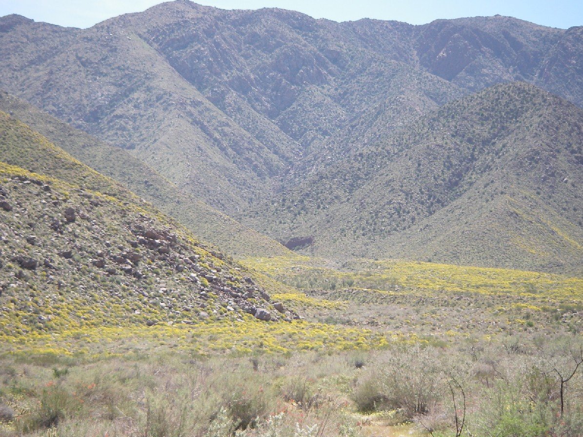 borrego133.jpg