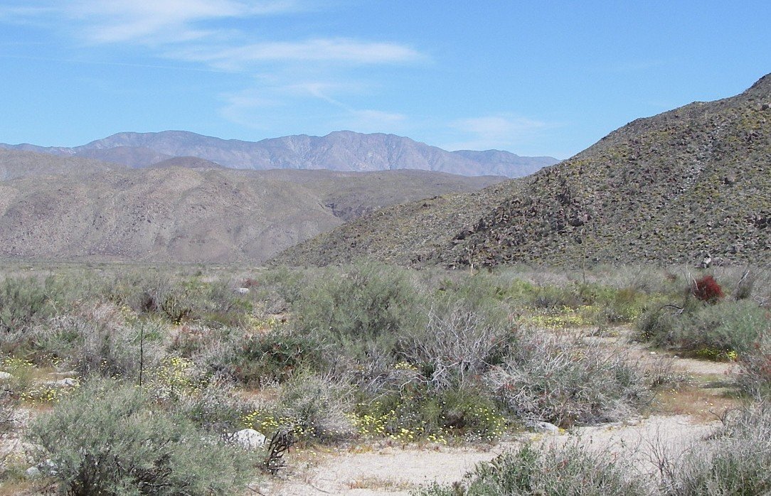 borrego137.jpg