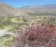 borrego139_small.jpg