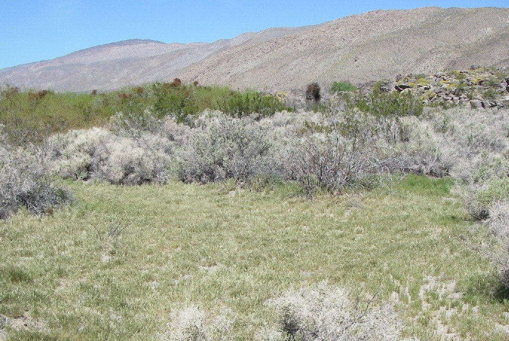 borrego141.jpg