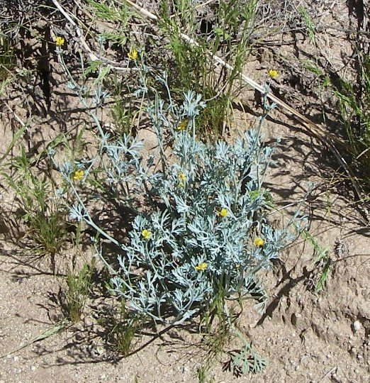 borrego142.jpg