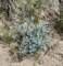 borrego142_small.jpg