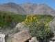 borrego143_small.jpg