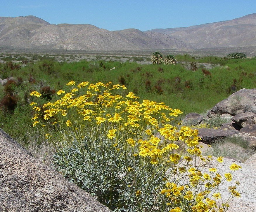 borrego145.jpg
