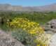 borrego145_small.jpg