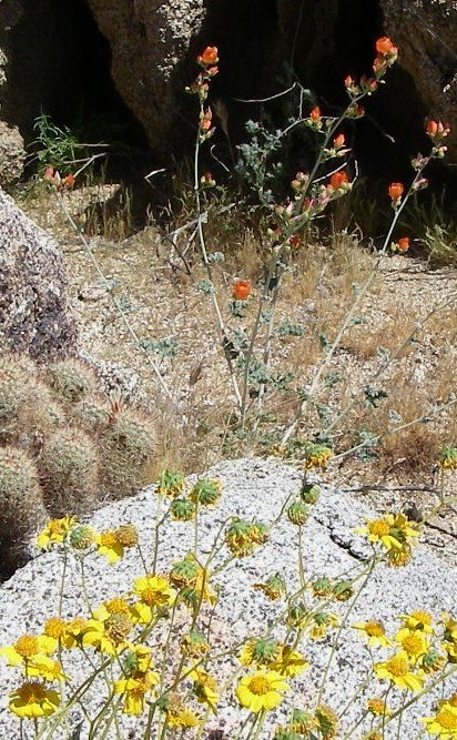 borrego147.jpg