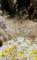 borrego147_small.jpg