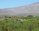 borrego148_small.jpg