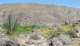 borrego150_small.jpg