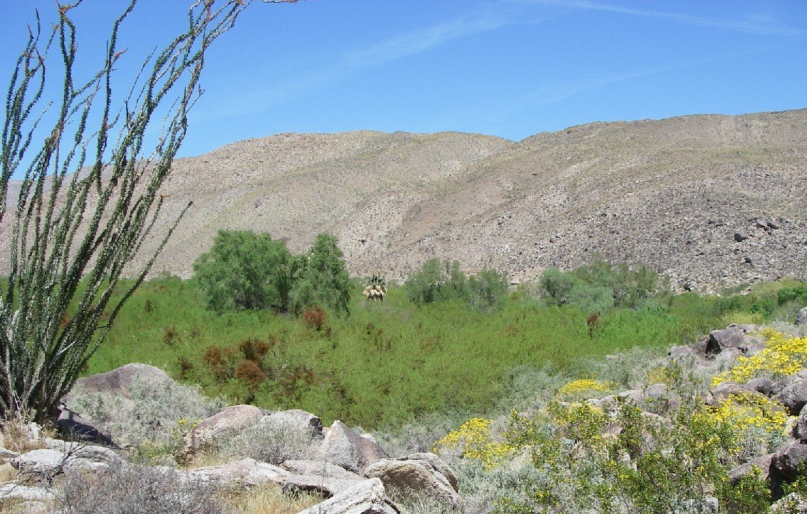 borrego152.jpg