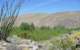 borrego152_small.jpg