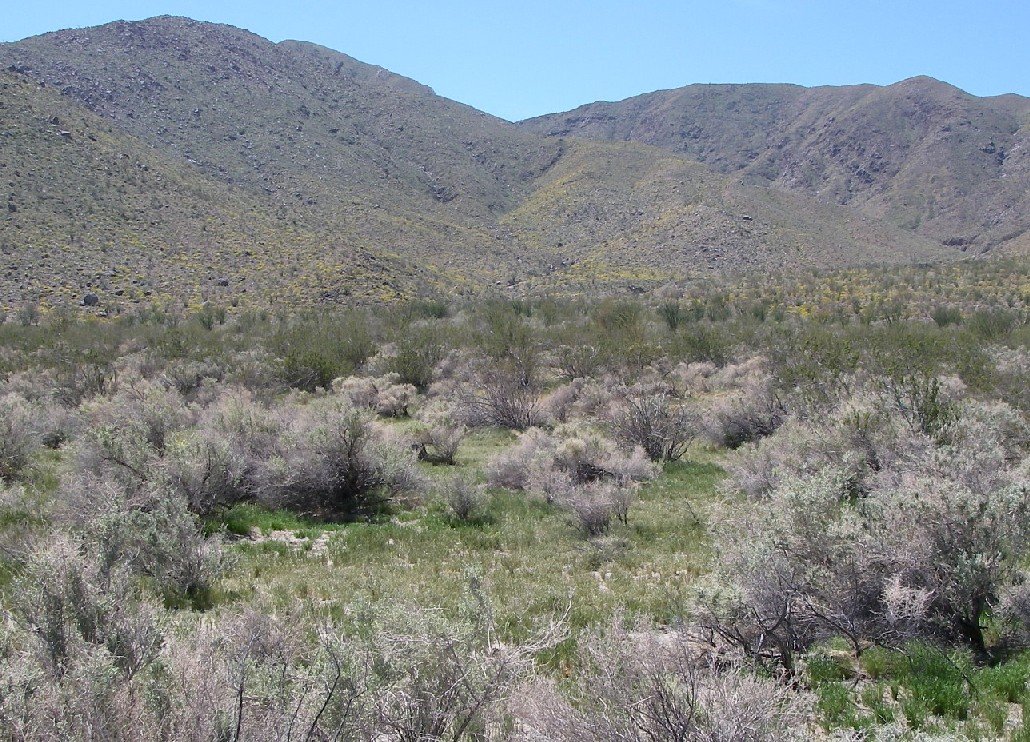borrego153.jpg