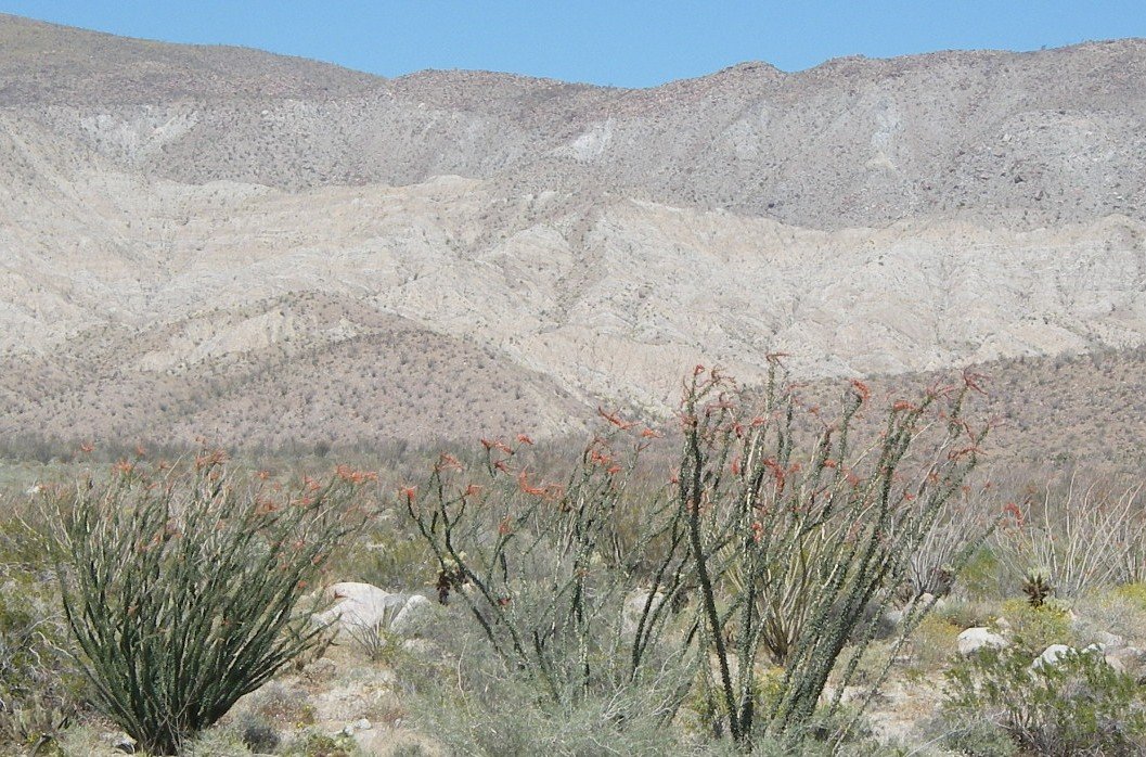 borrego155.jpg