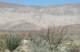 borrego155_small.jpg