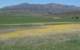 borrego156_small.jpg