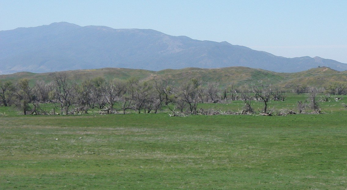 borrego157.jpg