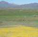 borrego160_small.jpg