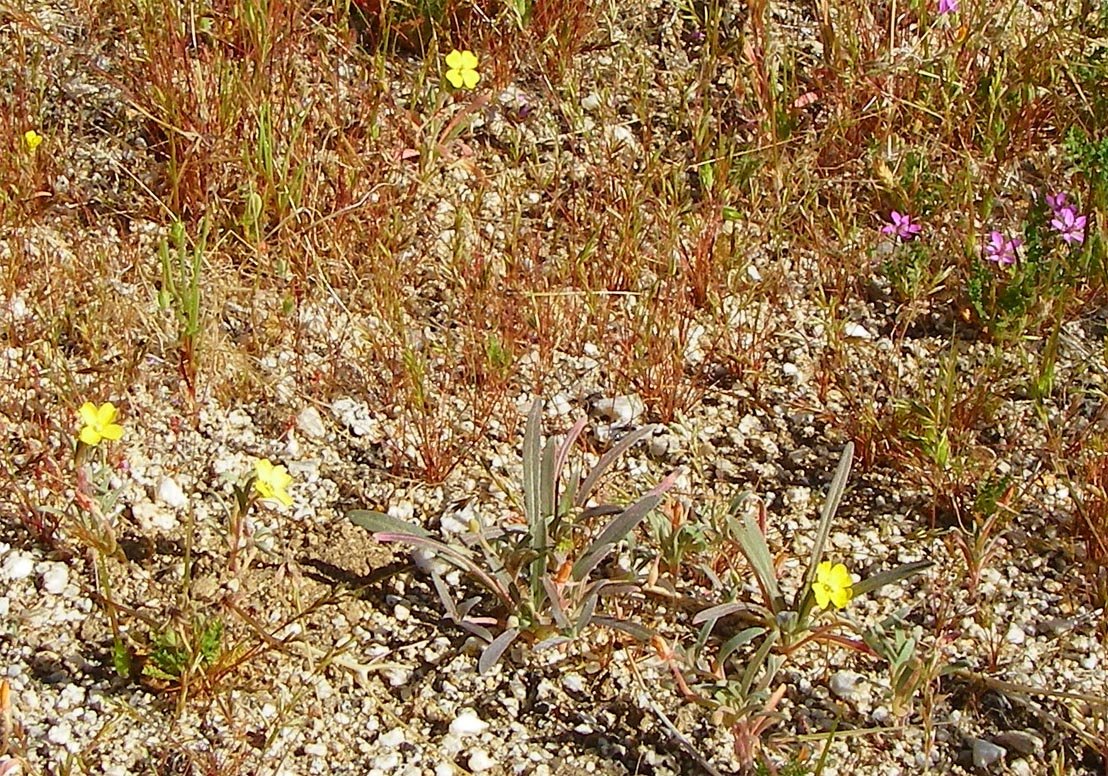 imgp2325.jpg