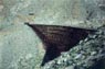 Goat Canyon Trestle, Carrizo Gorge, CA 3/1998