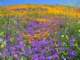 Canterbury bells and poppies at Chino Hills State Park 3/18/2009 