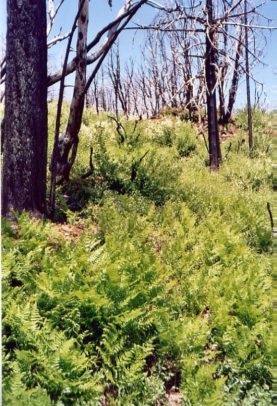 cuya0001.jpg