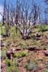 cuya0002_small.jpg
