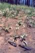cuya0004_small.jpg