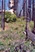 cuya0005_small.jpg