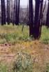 cuya0008_small.jpg