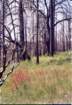 cuya0010_small.jpg