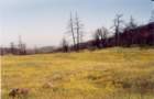 cuya0013_small.jpg