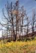 cuya0014_small.jpg