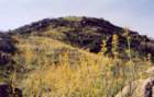 cuya0019_small.jpg