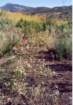 cuya0021_small.jpg