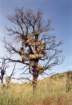 cuya0022_small.jpg