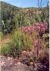 cuya0024_small.jpg
