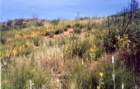 cuya0025_small.jpg
