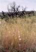 cuya0027_small.jpg